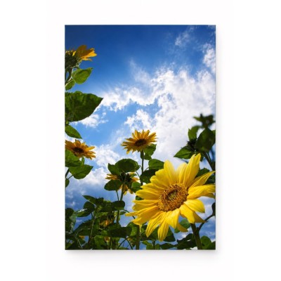 Quadro Girasole