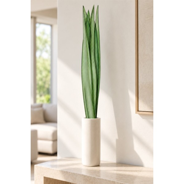 Foglie Lunghe 10 pz